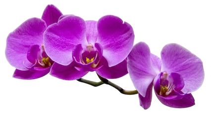 Thắp nến cho các Linh Hồn thân yêu